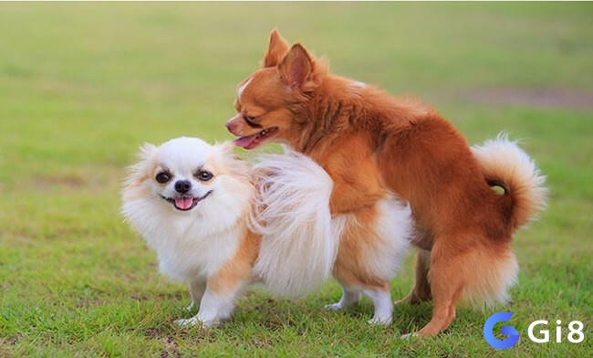 Nhìn thấy chó lẹo nhau đánh con gì - Hiện tượng mơ có nhiều dự báo khác nhau