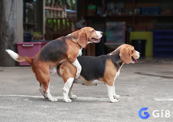 Nhìn thấy chó lẹo nhau đánh con gì - Lý giải chiêm bao để có sự chủ động
