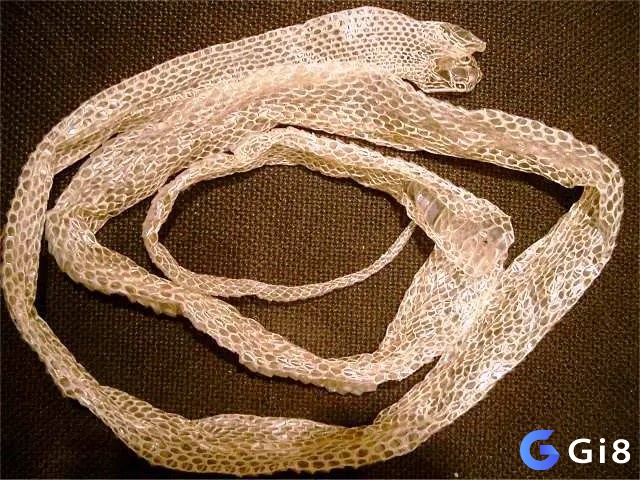Nhìn thấy rắn lột xác đánh con gì - Nắm bắt dự báo để ứng phó với tương lai