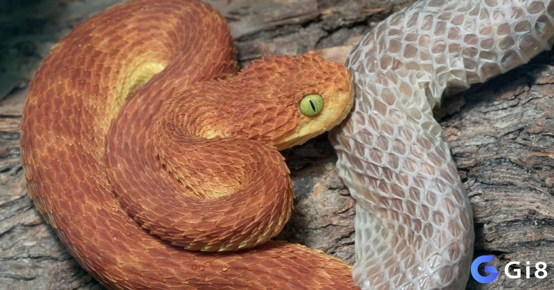 Nhìn thấy rắn lột xác đánh con gì - Ý nghĩa chiêm bao là về một sự thay đổi mới