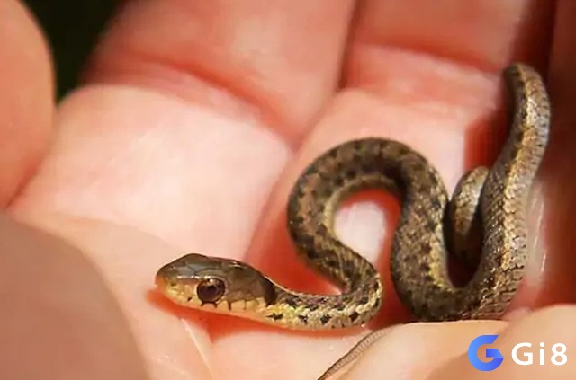 Nhìn thấy rắn nhỏ đánh con gì - Chủ mơ nhớ tình tiết để luận giải