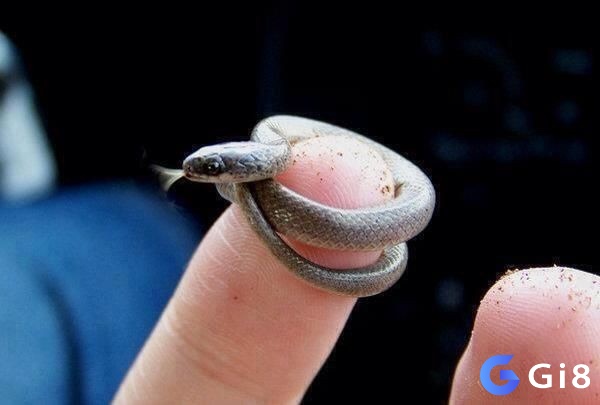 Nhìn thấy rắn nhỏ đánh con gì - Chiêm bao mang nhiều ý nghĩa khác nhau