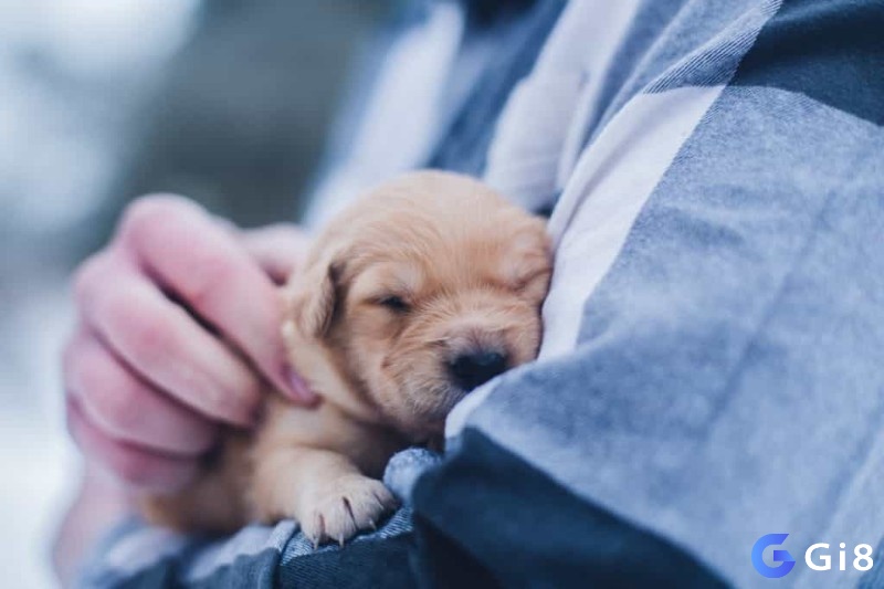 Giải mã giấc mơ thấy chó con để nắm được tương lai