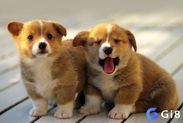 Giấc mơ thấy chó con và bộ số đề nên thử