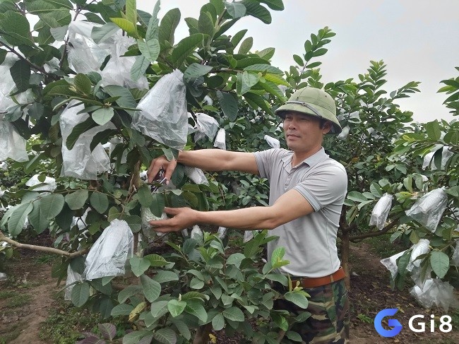 Giải mã giấc mơ thấy hái ổi có cả dự báo tốt và xấu
