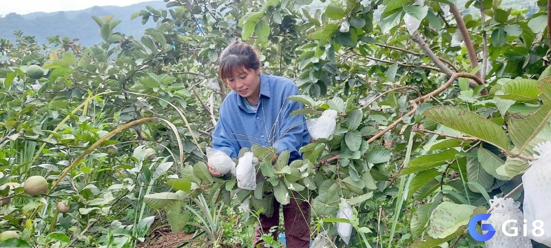 Giải mã giấc mơ thấy hái ổi giúp nắm bắt tương lai