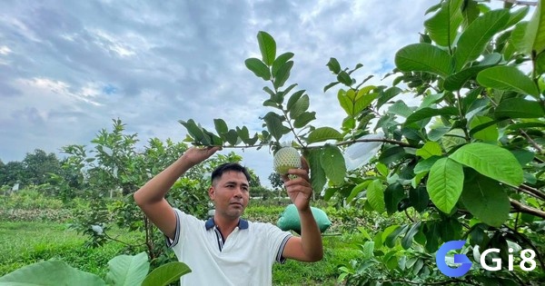 Giải mã giấc mơ thấy hái ổi mang tới con số đề có tỷ lệ trúng cao