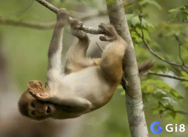 Giấc mơ có thể mang tới dự báo lành hoặc ngược lại