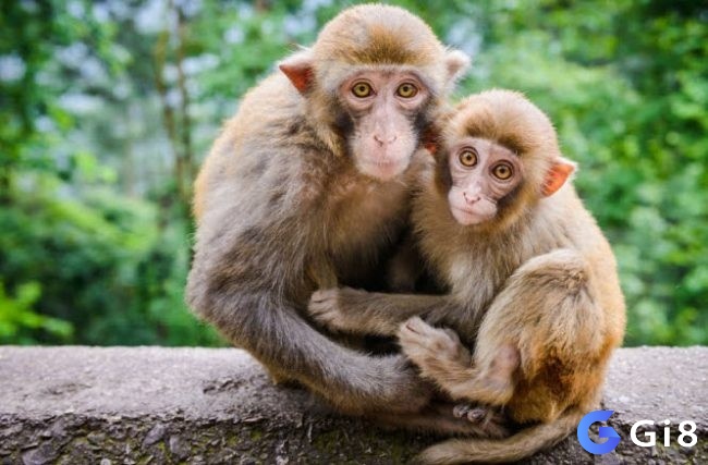 Giải mã giấc mơ thấy khỉ giúp nắm được tương lai