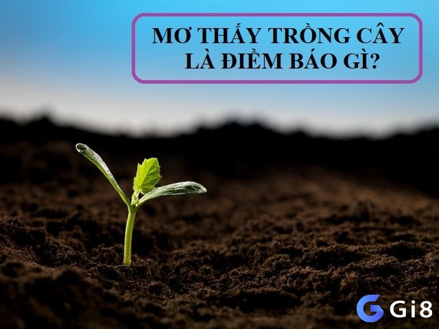 Giải mã giấc mơ thấy trồng cây dựa vào từng bối cảnh mơ