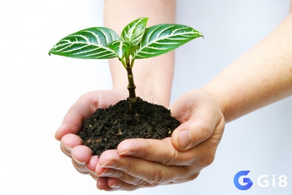 Mơ thấy trồng cây thường mang tới ý nghĩa tốt đẹp