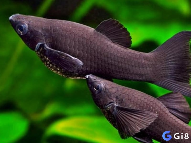 Giải mã giấc mơ thấy cá màu đen giúp tiên đoán tương lai