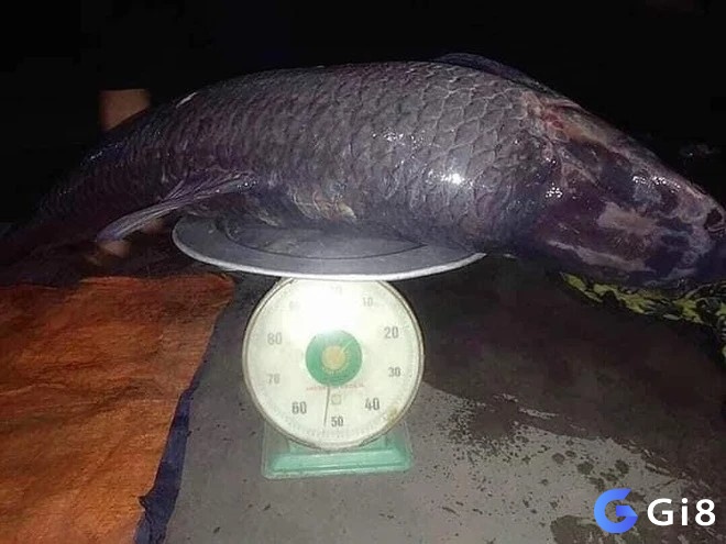 Dự báo chiêm bao thấy cá màu đen có thể là tốt hoặc xấu