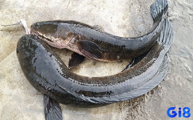 Chiêm bao thấy bắt cá lóc mang ý nghĩa thú vị