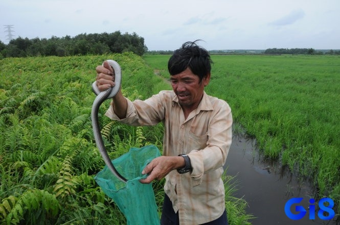 Chiêm bao thấy bắt rắn mang tới dự báo tốt hoặc xấu
