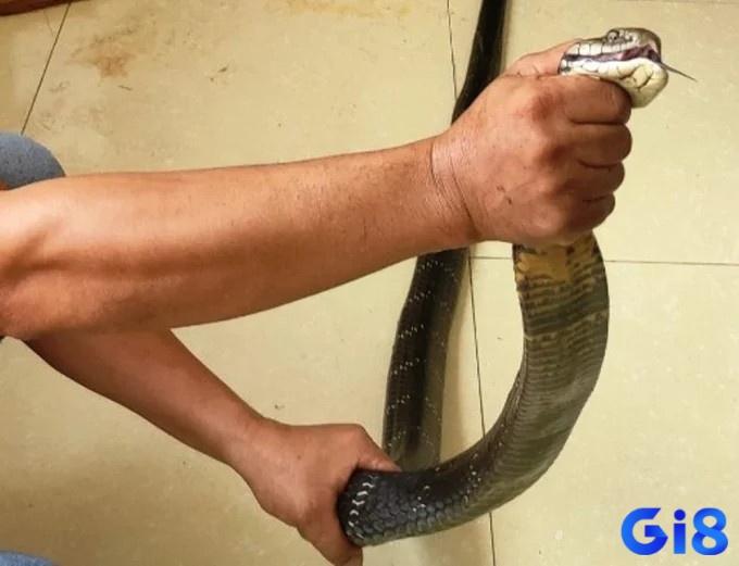 Hình dung trải nghiệm mơ để có được dự báo đúng nhất