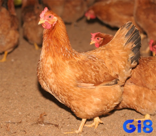 Mơ thấy gà mái là dự báo may mắn
