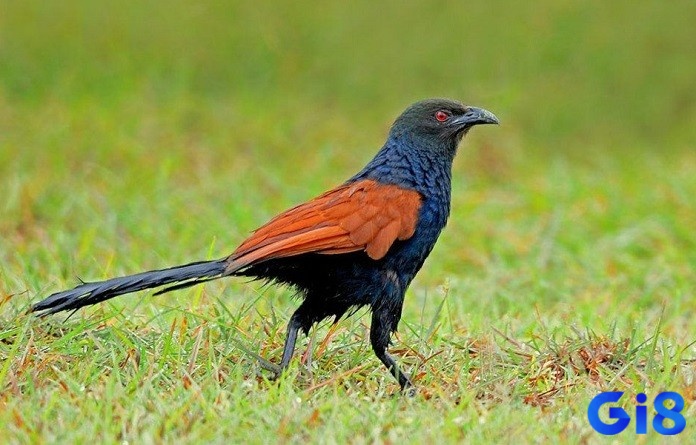 Giải mã giấc mơ tùy thuộc vào tình huống xảy ra