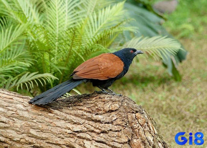 Mơ nhìn thấy bìm bịp là một hiện tượng thú vị