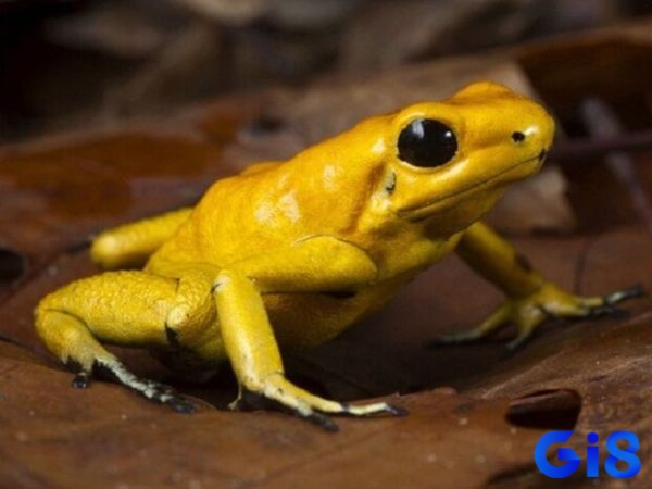 Nhìn thấy con cóc đánh đề con gì - Điềm báo giúp tiên đoán tương lai