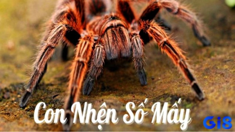 Nhìn thấy con nhện đánh số gì - Bộ số liên kết không thể bỏ qua