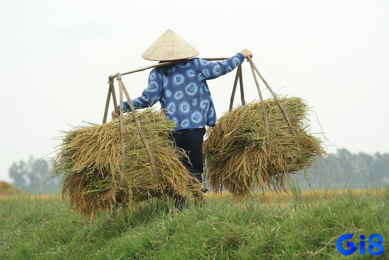 Tìm hiểu về hiện tượng giấc chiêm bao thấy gánh lúa