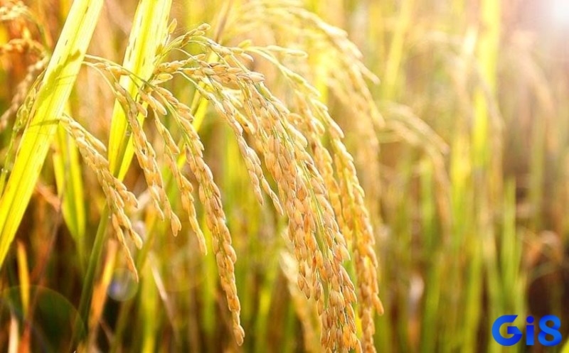 Khám phá ý nghĩa giấc chiêm bao thấy lúa chín vàng ươm