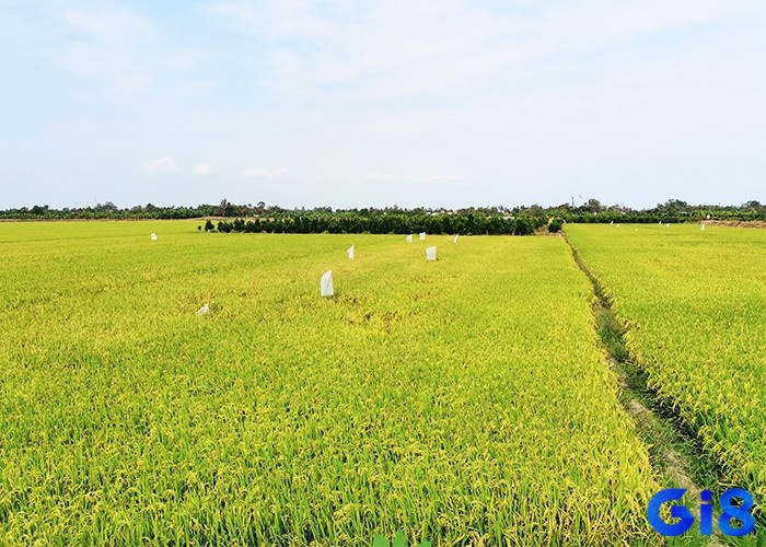 Chiêm bao thấy lúa chín tại cánh đồng lớn mang điềm báo gì?