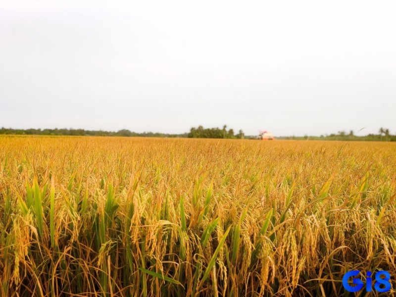 Tìm hiểu chung về giấc chiêm bao thấy lúa chín