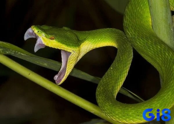 Thông qua việc giải mã chủ mộng sẽ có được điềm báo