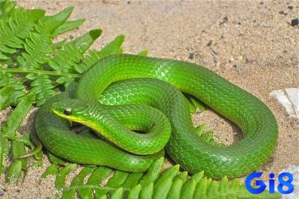Chiêm bao thấy rắn màu xanh thường gây ra sự ám ảnh