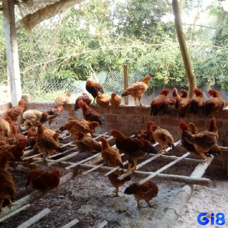 Môi trường chăn nuôi dơ bẩn cũng chính là cơ hội vàng để cho những loại virus sinh sôi nảy nở