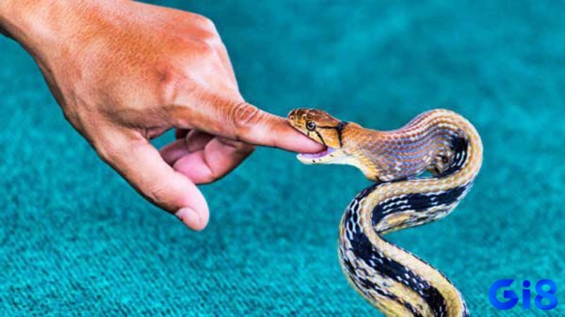 Giải mã chiêm bao thấy rắn cắn để phán đoán tương lai