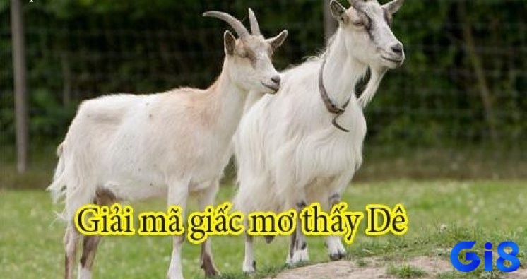 Giải mã nằm ngủ mơ thấy dê đánh đề con gì
