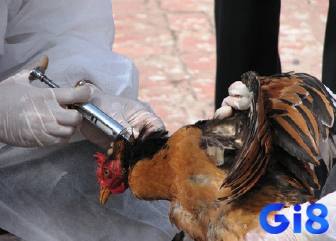 Sau khi gà đã khỏi bệnh hoàn toàn thì đừng quên tiêm phòng vacxin