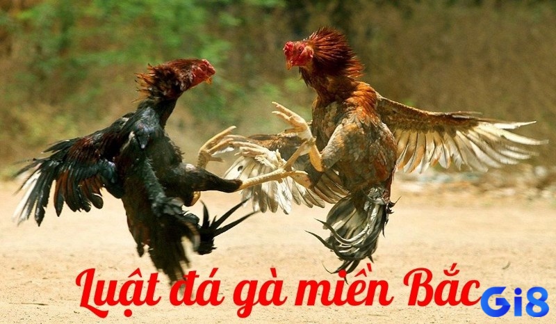 Luật đá gà miền Bắc mà người chơi mới cần ghi nhớ