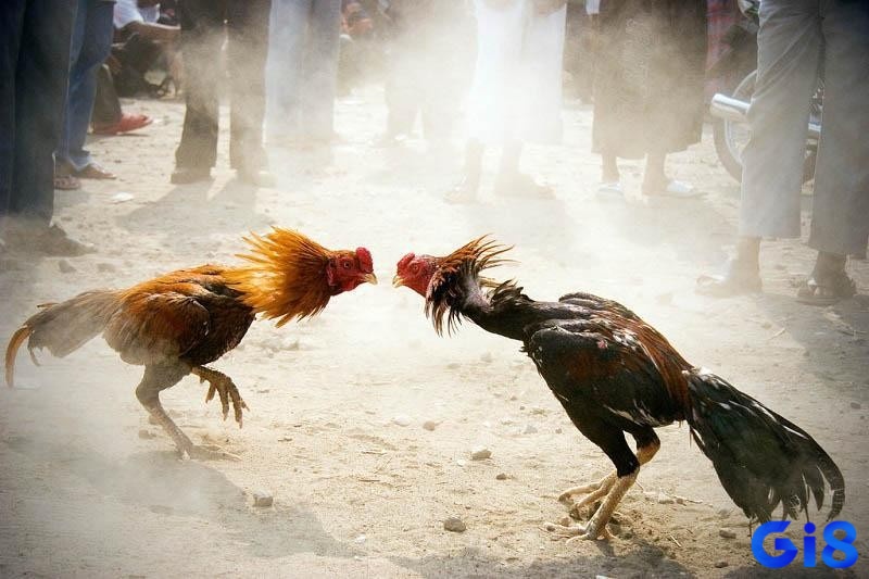 Phân định thắng thua trong luật đá gà miền Nam cần nhớ