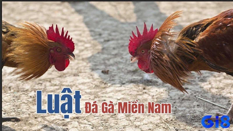 Nắm bắt rõ luật đá gà miền Nam để tham gia dễ dàng