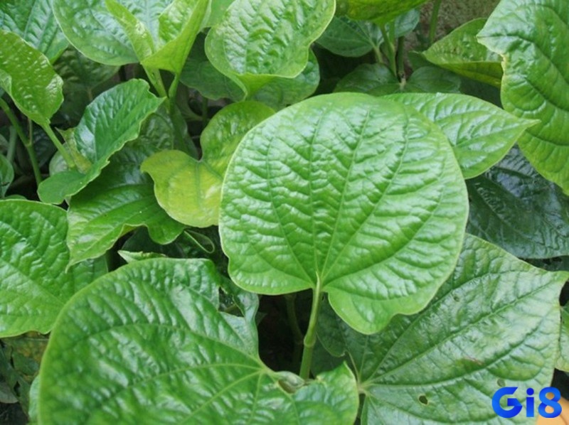 Mơ thấy lá lốt chứa đựng thông điệp trong tương lai của chủ mộng