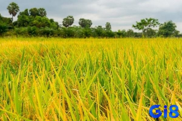 Mơ thấy lúa chín đánh đề con gì để gia chủ hốt bạc về tay?