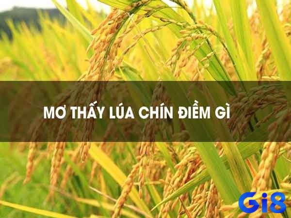 Mơ thấy lúa chín mang tới cho gia chủ điềm báo tương lai