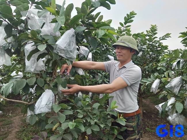 Giấc mơ thấy hái ổi xảy ra với nhiều kiểu bối cảnh