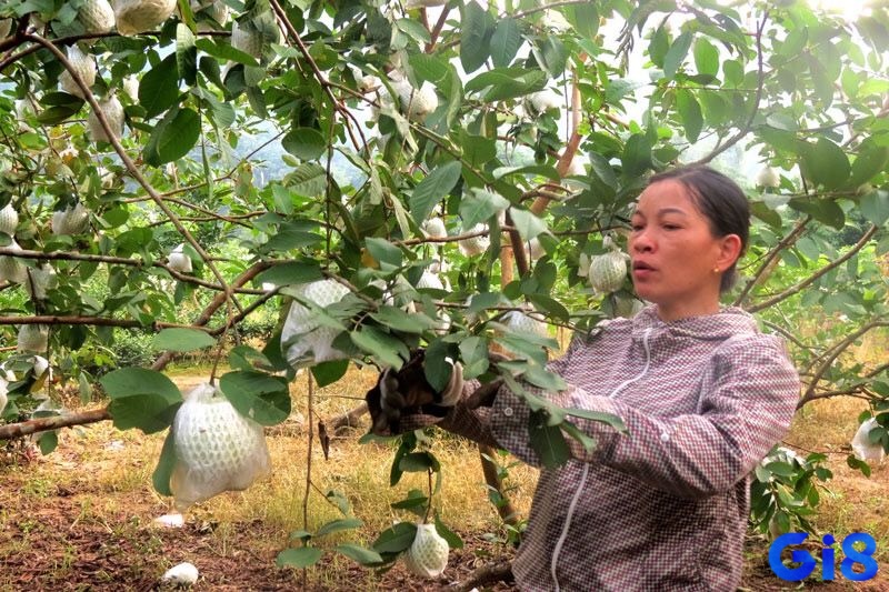 Giấc mơ thấy hái ổi giúp dự đoán chuyện tương lai