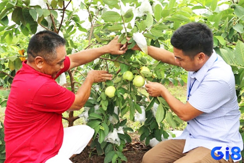 Giấc mơ thấy hái ổi phân tích theo trải nghiệm mơ