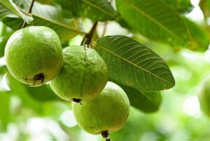 Mơ thấy hái ổi đánh đề con gì, số mấy giúp trúng lớn?