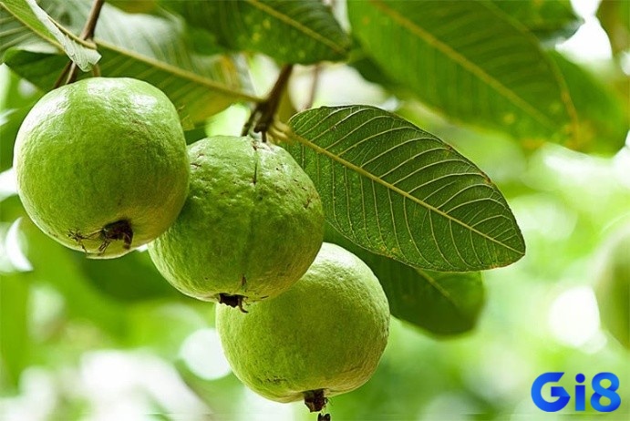 Giấc mơ thấy hái ổi mang tới những ý nghĩa thú vị