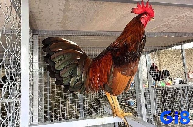 Hướng dẫn cách xem tướng gà đá chuẩn xác từ các tay chơi chuyên nghiệp