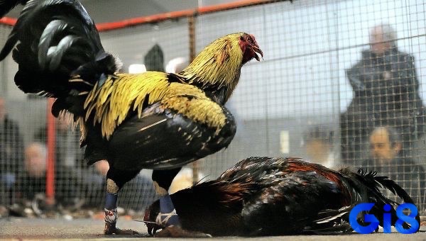 Hướng dẫn những cách đoán đòn lối chính xác nhất từ các tay chơi chuyên nghiệp