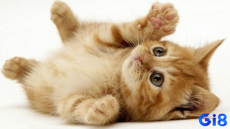 Giải mã giấc mơ thấy mèo dựa trên từng bối cảnh cụ thể
