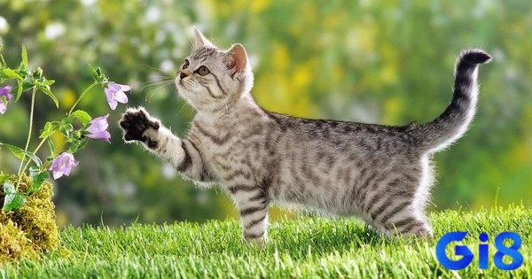 Giải mã giấc mơ thấy mèo giúp biết được diễn biến tương lai
